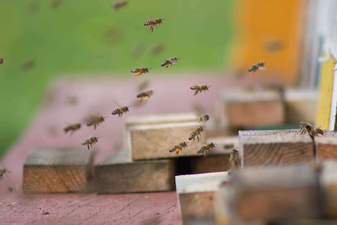 ホテル Bee House Maya Rob エクステリア 写真